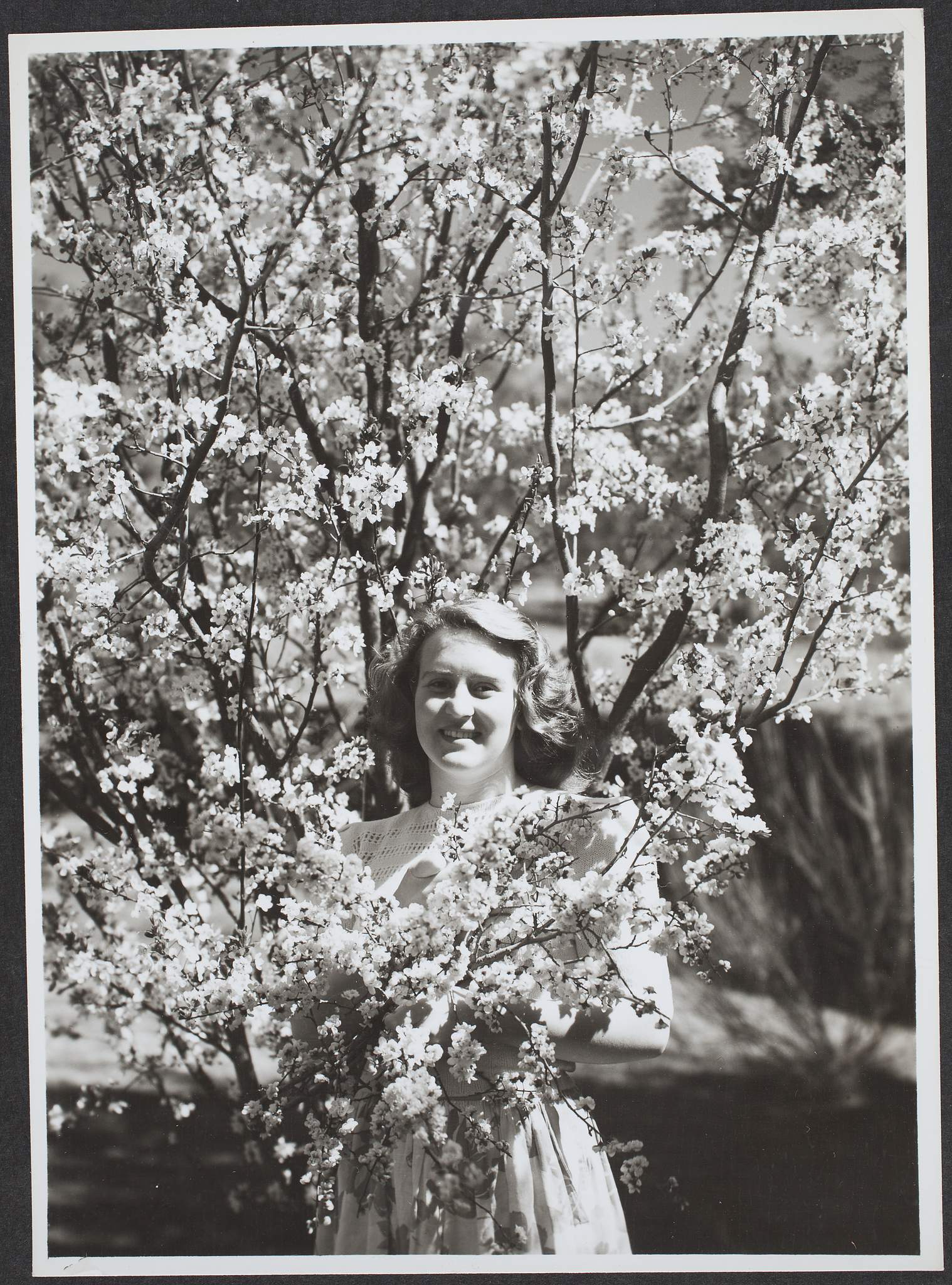 “Woman with blossoms, Canberra, ACT”, 8 August 1951, Commercial Travellers’ Association Administrative Records and Publications, 1979.0162.02644.