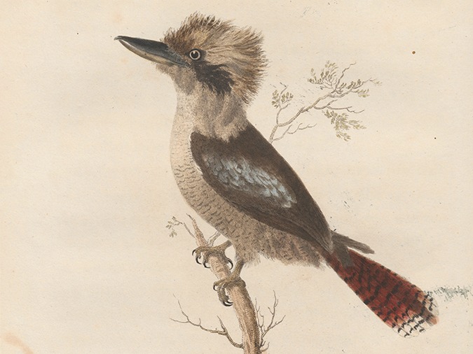 Illustration of a white kookaburra
