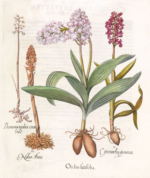 Coloured engraving of a handful of purple orchids with roots. 
