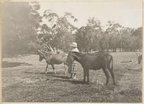 Woman standing in field with a horse and a donkey, Eucalypt trees surrounding field
