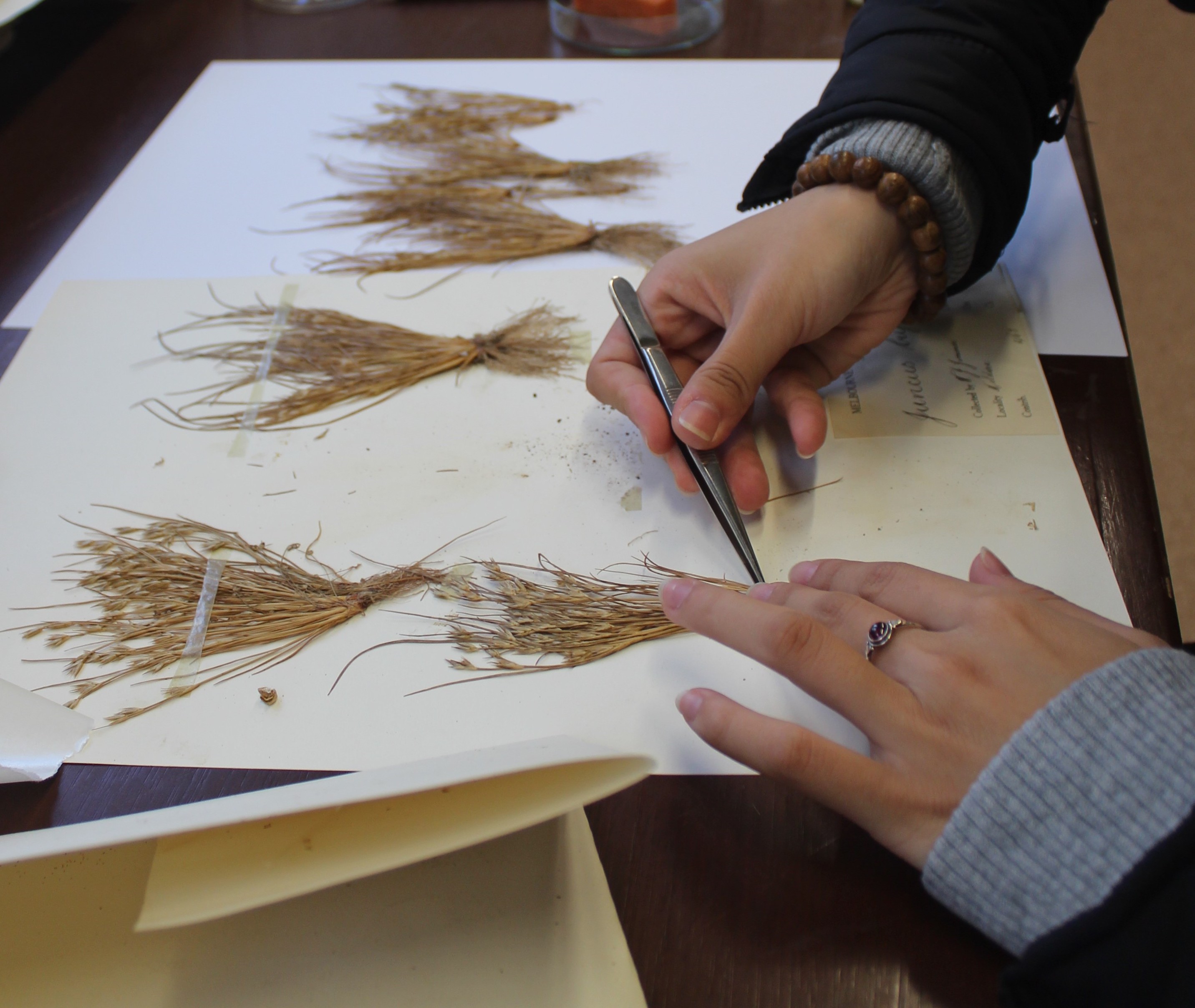 Young woman using conservation tools to examine dried grasses secured to paper, with writing describing the types of plants preserved.