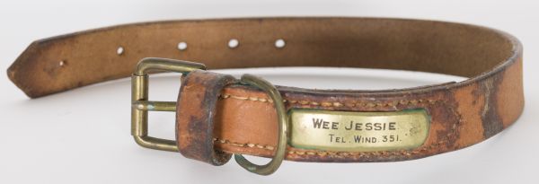 Brown leather dog collar with brass plate name tag