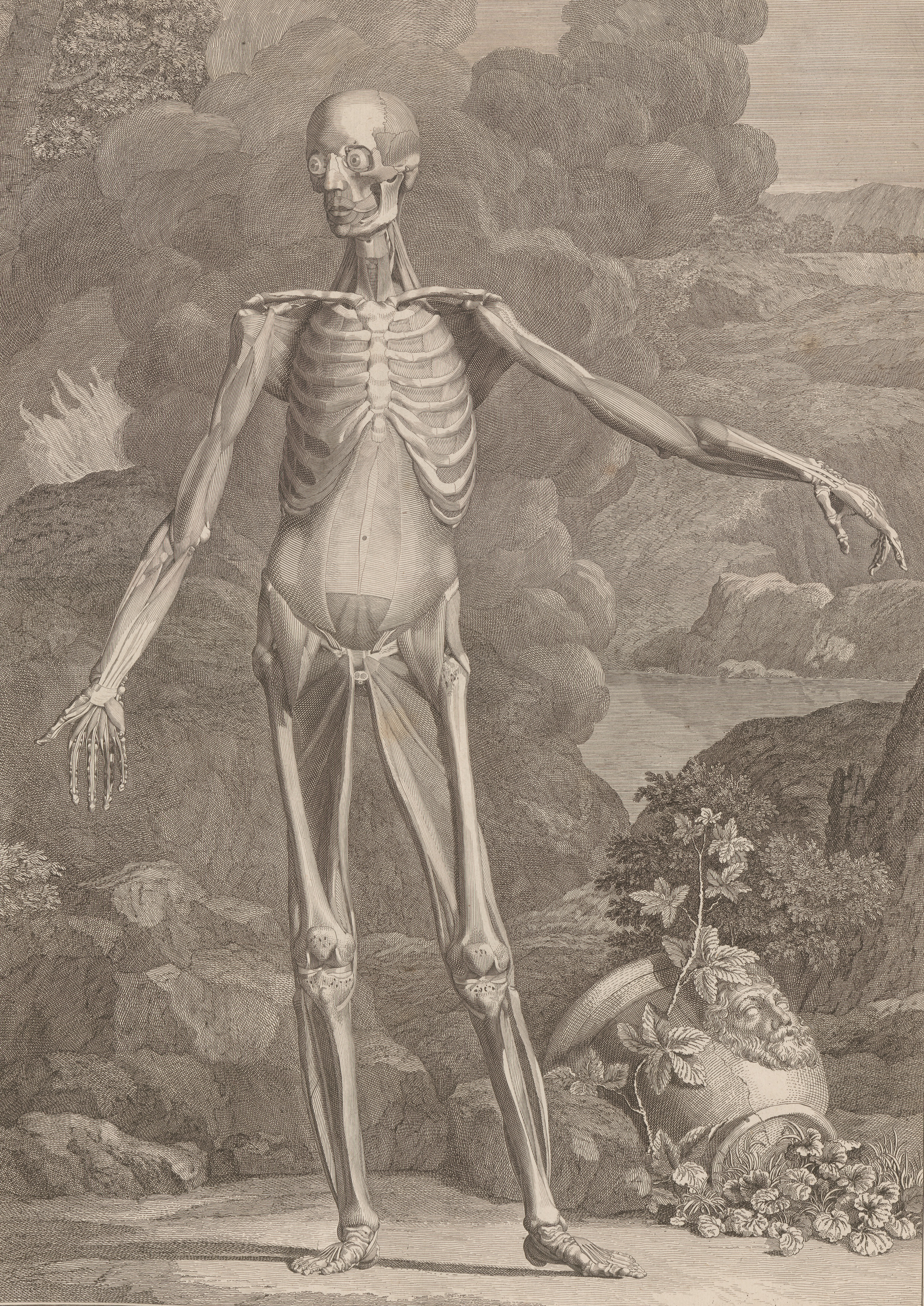 Bernhard Siegfried Albinus, Tables of the skeleton and muscles of the human body.  London: Printed by H. Woodfall for John and Paul Knapton, 1749. Rare Books (Brownless Medical Collection), University of Melbourne Library.