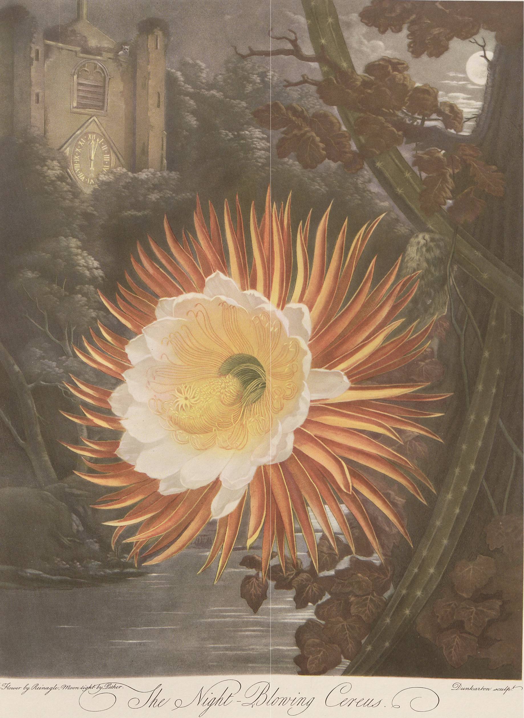 Robert Thornton, Thornton's Temple of Flora: with plates faithfully reproduced from the original engravings…. London: Collins, 1951. Rare Books, University of Melbourne Library.